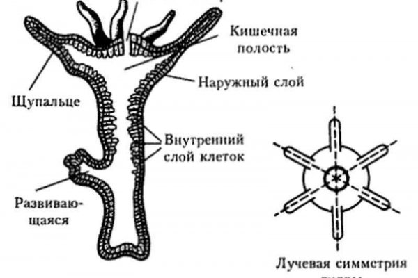 Kraken 14 at